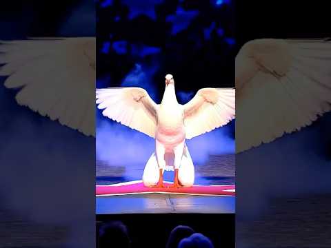 From Human to Eagle: The Most Shocking Transformation on Stage! #AGT #Magic #Talent #Shorts